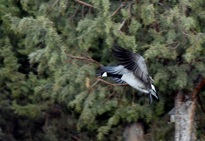 zNOR_3491.jpg - Screaming In-Flight