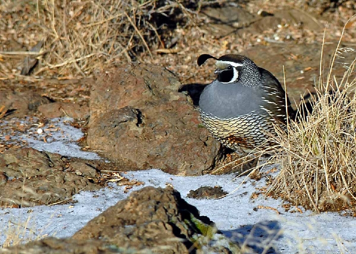 POR_4242.jpg - Lone Quail