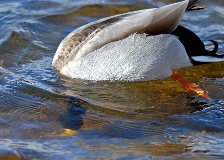 POR_4406.jpg - Submerged Duck