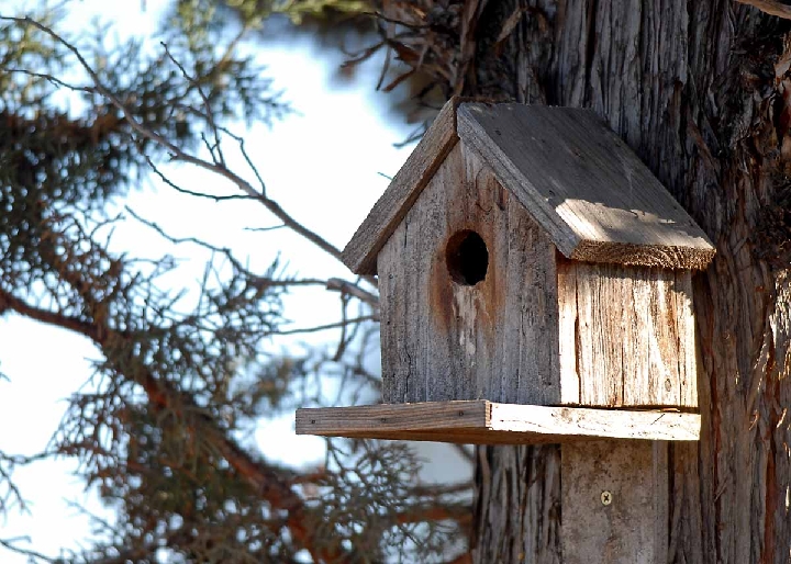 POR_4423.jpg - Abandoned Bird House